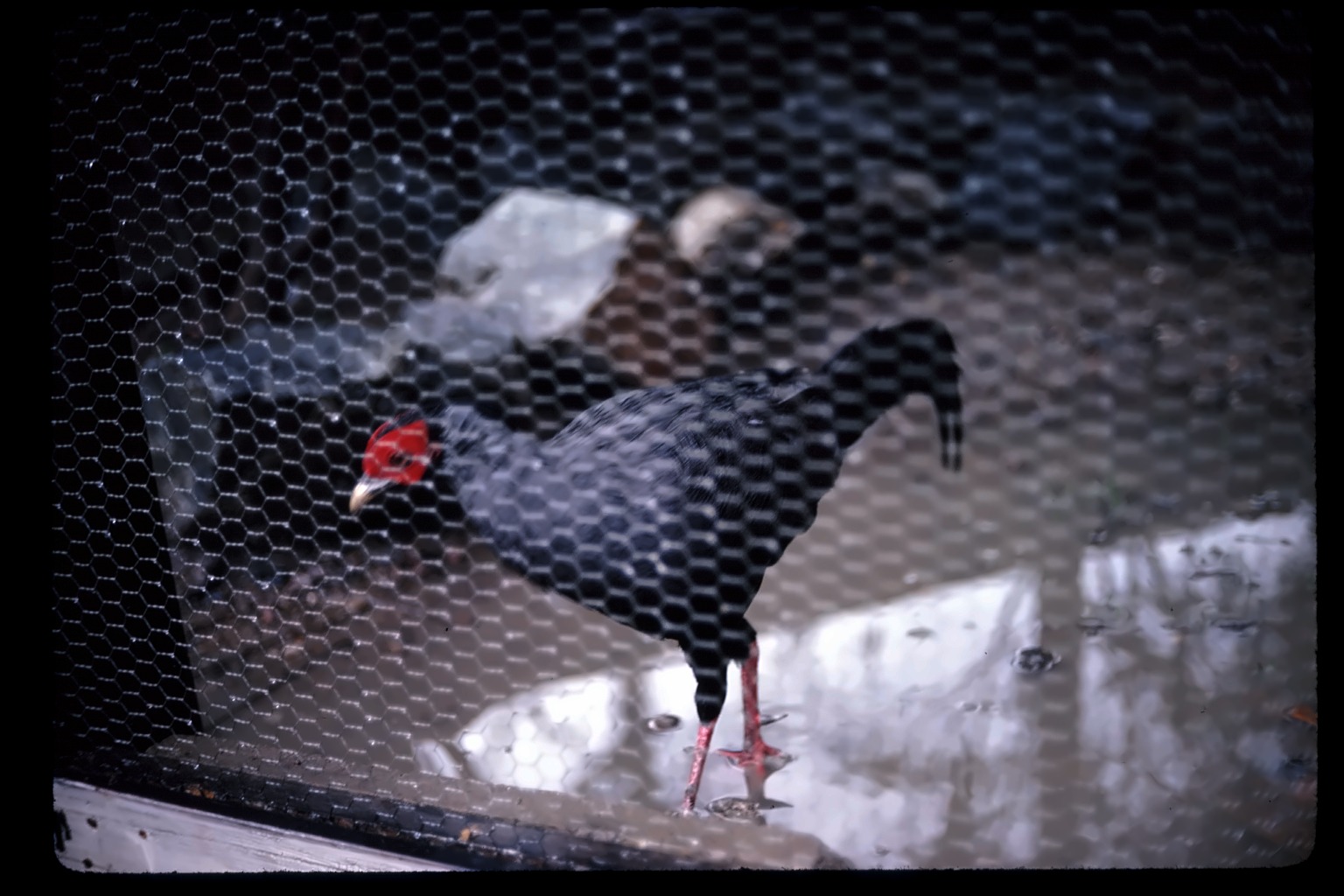 Bird behind wire mesh