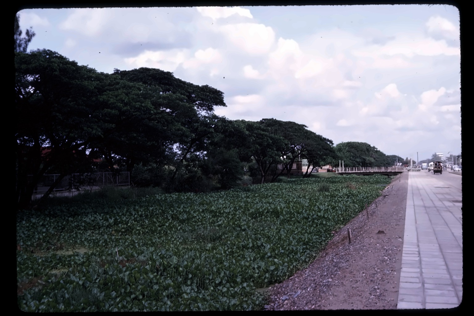 Tree-lined path