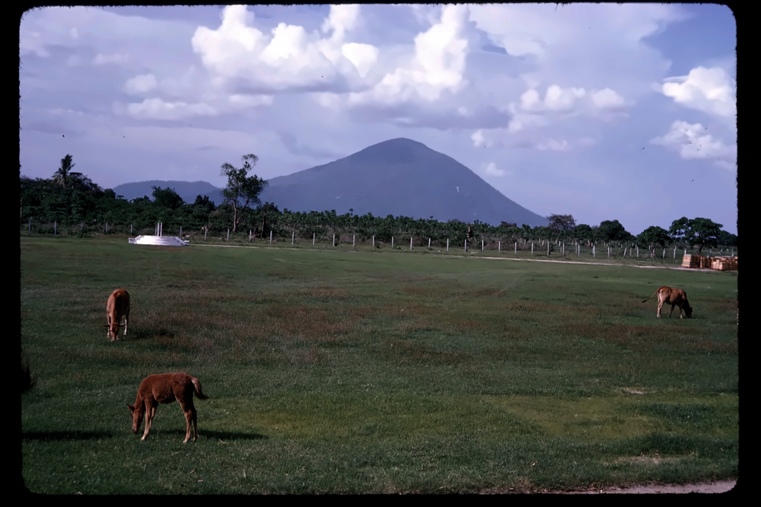 Fin, horses grazing